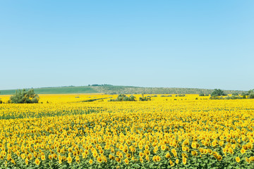 yelow sunflower plantation in hill of the Caucasus