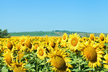 Naklejka premium sunflower flowers on field in Caucasus region