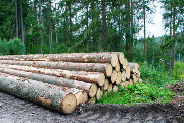 felled pine tree trunks in the forest