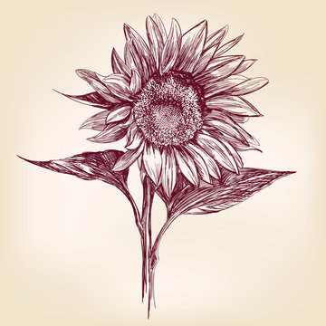 sunflower hand drawn vector llustration realistic sketch