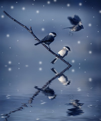 Fototapeta premium birds in winter