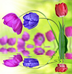 Colorful tulips on green background