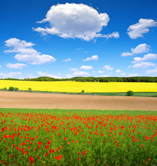 red poppy field with blue sky