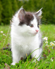 Naklejka na ściany i meble Small kitten in the grass