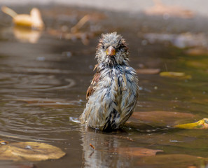 wet sparrow