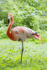 Flamant Rose