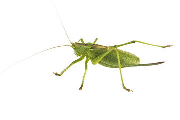 Grasshopper on a white background