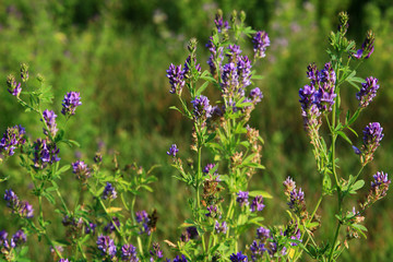 Blue flowers in the meadow.