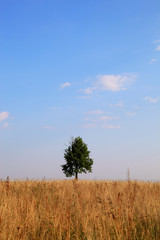 Fototapeta premium Lonely tree on a meadow. Landscape.