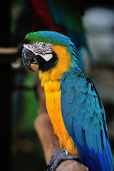 ルリコンゴウインコ