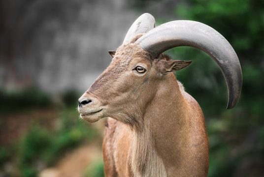 Barbary sheep