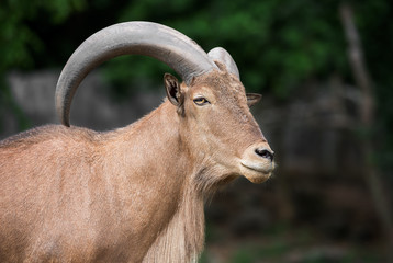 Barbary sheep