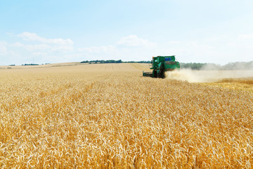 Fototapeta na wymiar gathering ripe wheat in caucasus region
