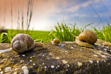 Snail family on the trip, funny holiday theme