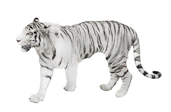 isolated on white lalbino tiger