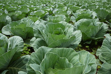 Naklejka premium Cabbage field