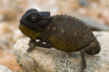 Namaqua chameleon in desert © Jennifer de Montfort