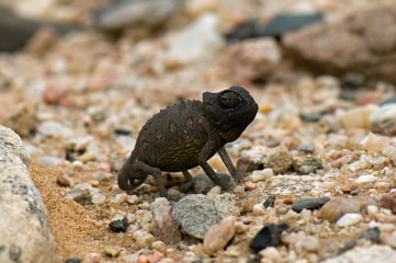 Tiny namaqua chameleon