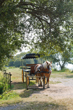 horse with carriage in village