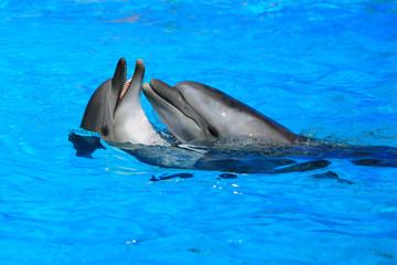 two dolphins