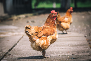 Chickens on traditional free range poultry farm