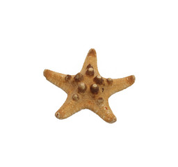 small dried starfish