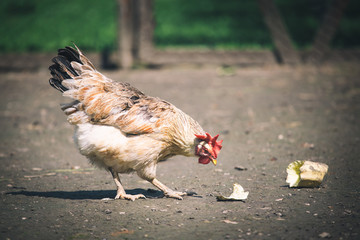 Chickens on traditional free range poultry farm