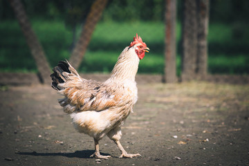 Chickens on traditional free range poultry farm