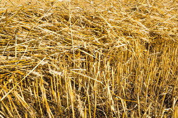 Straw on the stubble field from close