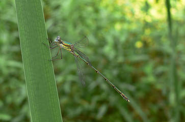 libellula (Lestes viridis)