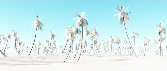 Winter snow white palm beach landscape with blue sky.