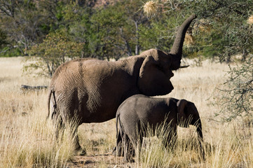 mother and baby desert elephant