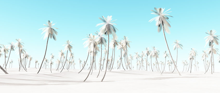 Winter snow white palm beach landscape with blue sky.