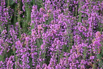 Besenheide - Heidekraut blüht lila