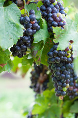 Red wine grapes