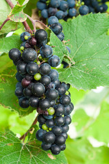 Red wine grapes