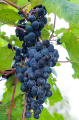 Clinton red wine grapes