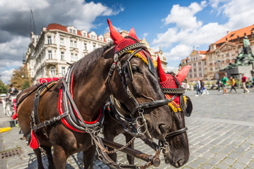Naklejka na ściany i meble Horse Carriage at the Old Square in Prague.