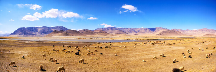 Tibetan landscape panorama with mountains and sheep
