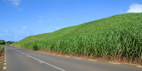 Fototapeta premium champs canne à sucre