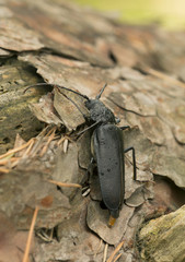 Female Ergates faber on pine wood