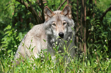 gros loup gris