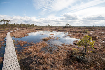 Obraz premium swamp view with trees and boardwalk