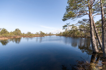 Obraz premium swamp view with trees and lake