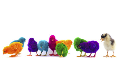 colourful chicks on white background