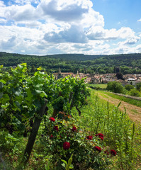 Fototapeta na wymiar Village viticole