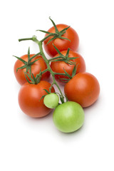 tomato on the white background