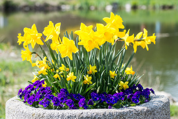 Daffodils and pansies