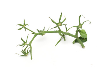 tomato on the white background