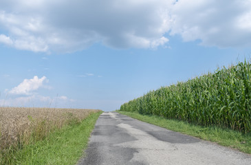 Rural road inside field of wheat and corn.